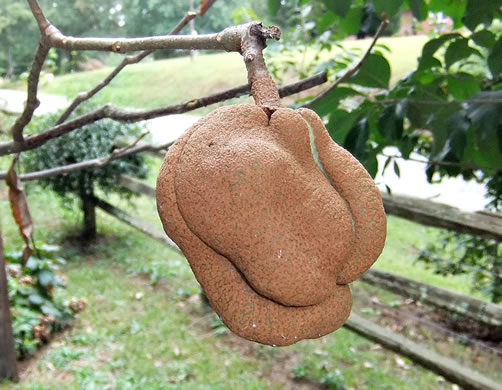 image of Aesculus pavia var. pavia, Red Buckeye