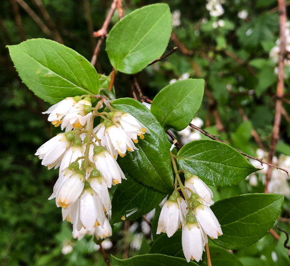 image of Deutzia crenata var. crenata, Deutzia, crenate Pride-of-Rochester