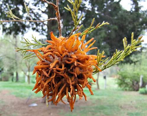 image of Juniperus virginiana, Eastern Red Cedar