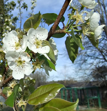 image of Pyrus communis, Common Pear