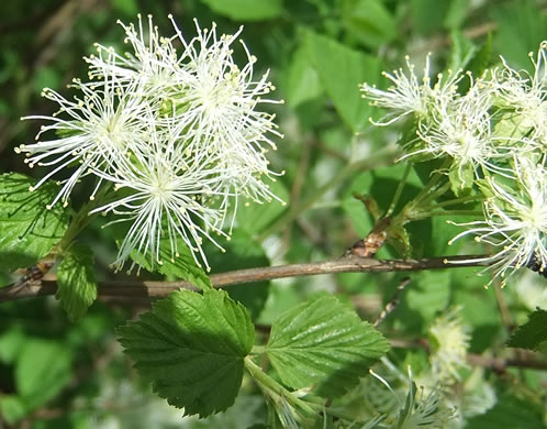 image of Neviusia alabamensis, Alabama Snow-wreath, Neviusia