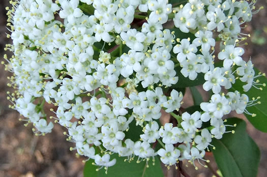 image of Viburnum prunifolium, Blackhaw, Nannyberry