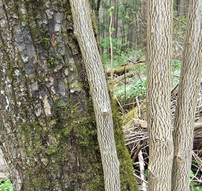 image of Halesia tetraptera var. monticola, Mountain Silverbell