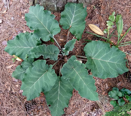 image of Arctium minus, Lesser Burdock, Common Burdock