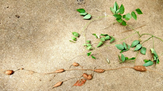 image of Apios americana, American Groundnut, Common Groundnut