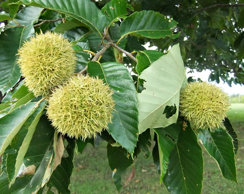 image of Castanea mollissima, Chinese Chestnut