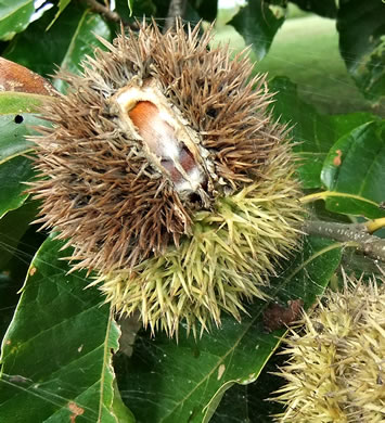 image of Castanea mollissima, Chinese Chestnut