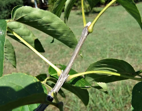 image of Fraxinus quadrangulata, Blue Ash