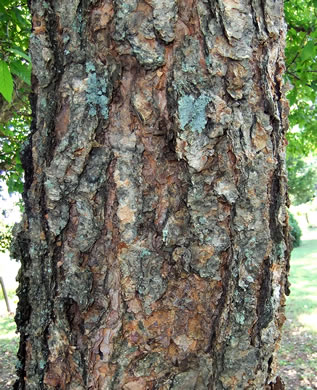 image of Betula nigra, River Birch, Red Birch