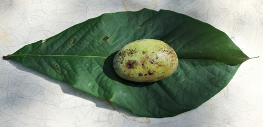 image of Asimina triloba, Common Pawpaw, Indian-banana