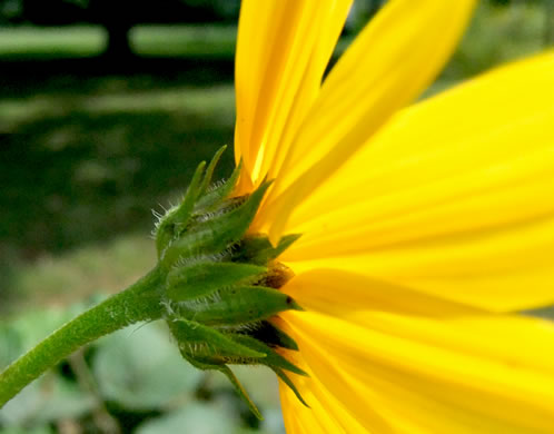 Helianthus tuberosus, Jerusalem Artichoke