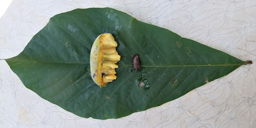 image of Asimina triloba, Common Pawpaw, Indian-banana