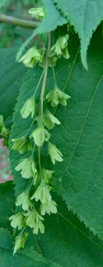 image of Acer pensylvanicum, Striped Maple, Moosewood