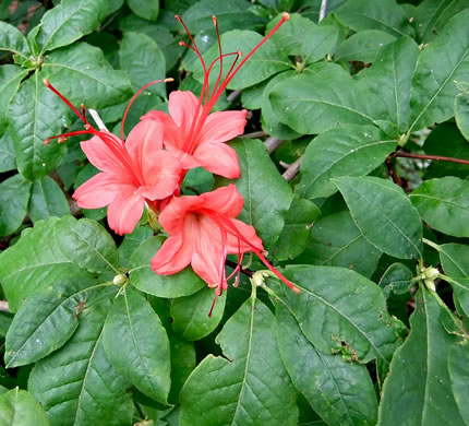 image of Rhododendron prunifolium, Plumleaf Azalea