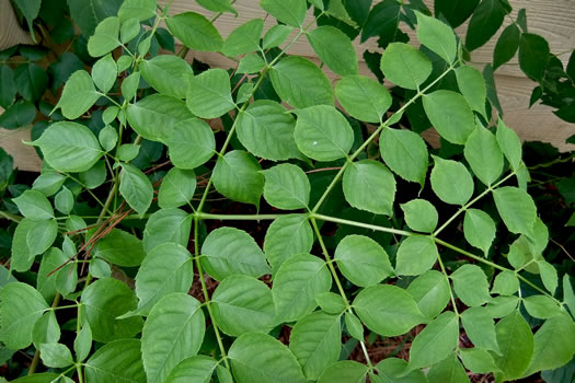 image of Aralia spinosa, Devil's Walkingstick, Hercules-club, Prickly Aralia, Prickly-ash