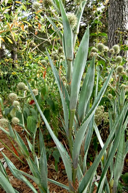 image of Eryngium yuccifolium var. yuccifolium, Northern Rattlesnake-master, Button Snakeroot