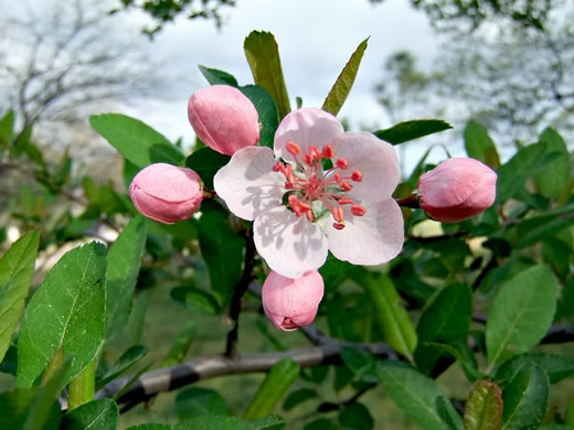 image of Malus angustifolia, Southern Crabapple, Wild Crabapple