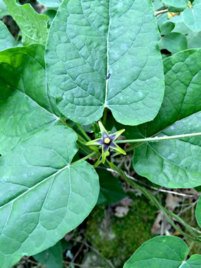 image of Gonolobus suberosus var. suberosus, Eastern Anglepod