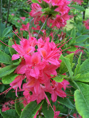 image of Rhododendron cumberlandense, Cumberland Azalea, Baker's Azalea