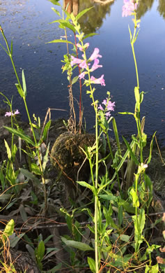 image of Physostegia leptophylla, Tidal Marsh Obedient-plant, Swamp Obedient-plant, Narrowleaf Obedient-plant, Slenderleaf False Dragonhead