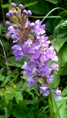 image of Platanthera psycodes, Small Purple Fringed Orchid, Butterfly Orchid, Lesser Purple Fringed Orchid