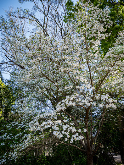 image of Benthamidia florida, Flowering Dogwood