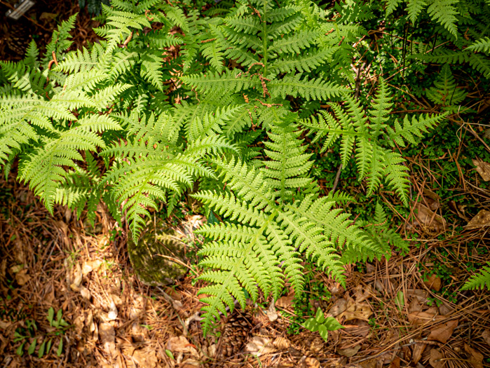 image of Phegopteris hexagonoptera, Broad Beech Fern