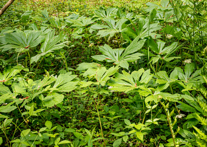 image of Podophyllum peltatum, May-apple, American Mandrake