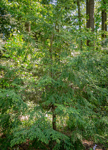 image of Tsuga canadensis, Eastern Hemlock, Canada Hemlock, Spruce Pine, Hemlock Spruce