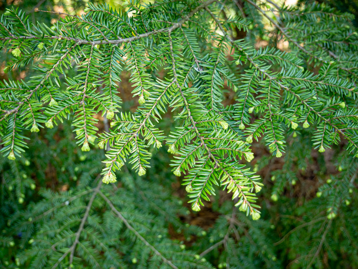 image of Tsuga canadensis, Eastern Hemlock, Canada Hemlock, Spruce Pine, Hemlock Spruce