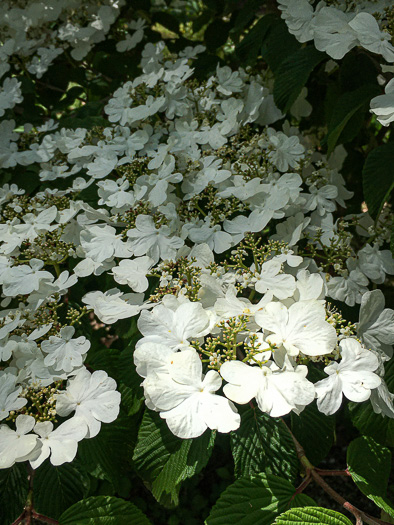 image of Viburnum plicatum, Japanese Snowball Viburnum, Doublefile Viburnum