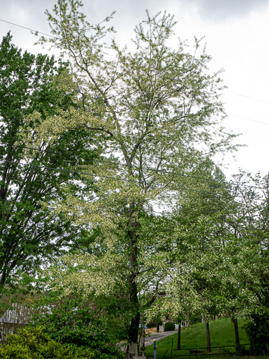 image of Prunus serotina var. serotina, Black Cherry, Eastern Wild Black Cherry, Bird Cherry