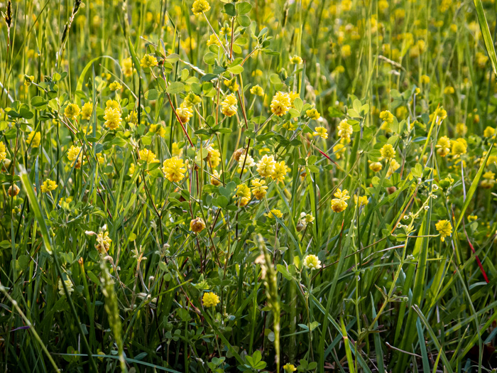 image of Trifolium campestre, Hop Clover, Low Hop Clover, Field Clover