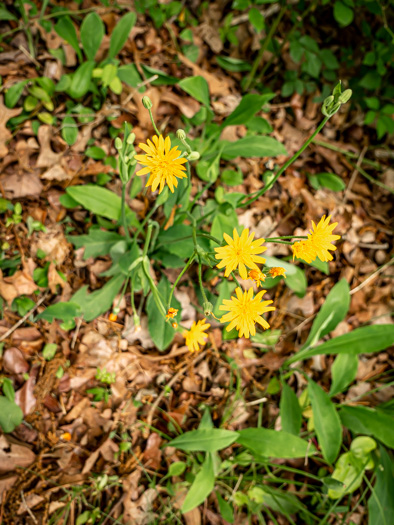 image of Pilosella flagellaris, Whiplash Hawkweed