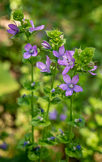 image of Triodanis perfoliata, Clasping Venus's Looking-glass