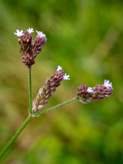 image of Verbena brasiliensis, Brazilian Vervain