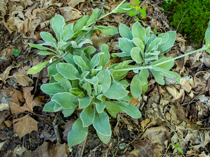 image of Silene coronaria, Rose Campion, Mullein-pink