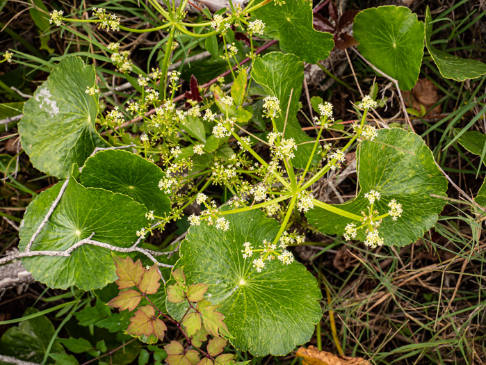 image of Hydrocotyle bonariensis, Dune Pennywort, Seaside Pennywort, Dune Water-pennywort, Largeleaf Pennywort