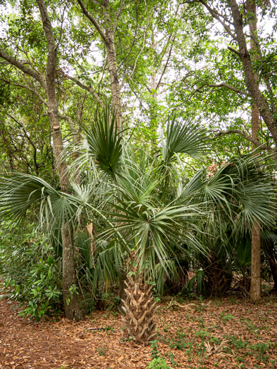 image of Sabal palmetto, Cabbage Palmetto