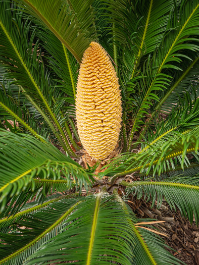 image of Cycas revoluta, Sago-palm