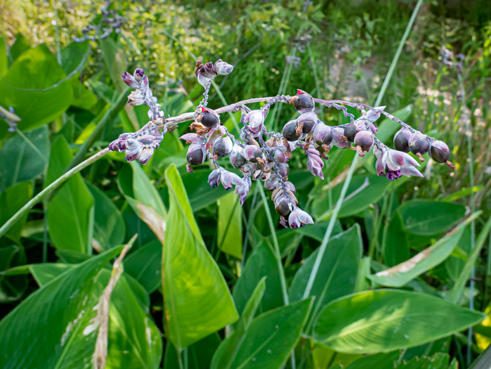 image of Thalia dealbata, Powdery Thalia, Powdery Alligator-flag