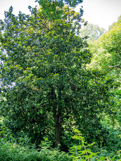 image of Magnolia grandiflora, Southern Magnolia, Bull Bay