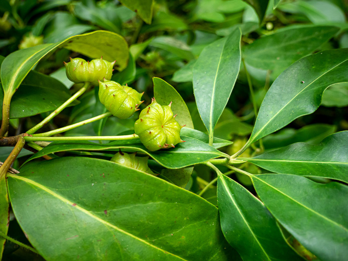 Illicium floridanum, Florida Star-anise, Florida Anise-tree, Stinkbush