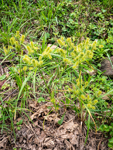 image of Cyperus esculentus var. leptostachyus, Yellow Nutsedge, Yellow Nutgrass, Wild Chufa, Earth-almond