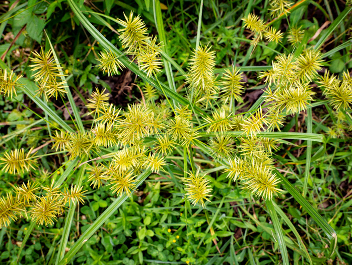 image of Cyperus esculentus var. leptostachyus, Yellow Nutsedge, Yellow Nutgrass, Wild Chufa, Earth-almond