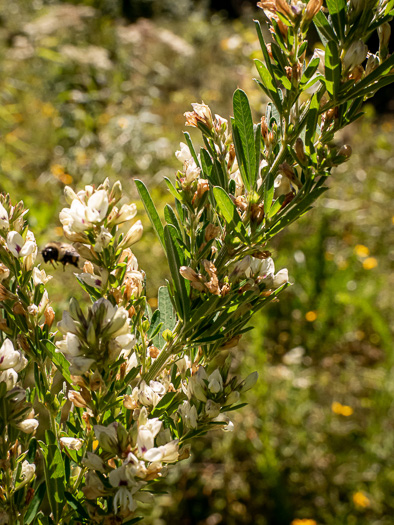 image of Lespedeza cuneata, Sericea Lespedeza, Chinese Lespedeza, Sericea