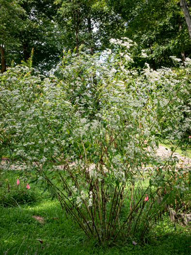 image of Eupatorium serotinum, Late-flowering Boneset, Late-flowering Thoroughwort, Late Eupatorium, Late Boneset