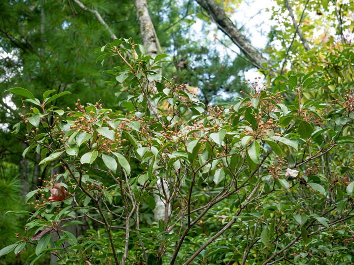 image of Kalmia latifolia, Mountain Laurel, Ivy, Calico-bush, Mountain Ivy