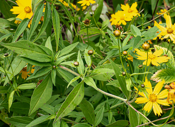 image of Coreopsis pubescens var. pubescens, Common Hairy Coreopsis, Star Tickseed