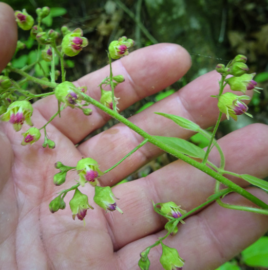 image of Heuchera pubescens, Marbled Alumroot, Downy Alumroot